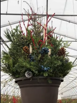 Do It Yourself (DIY) Planter Subscription Kit-Simple and Grand-Large (20&quot;-24&quot;)-Full Sun-Simple and Grand