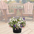 Patio Pot, 14" Combo, Blue, Shade-Simple and Grand-Simple and Grand
