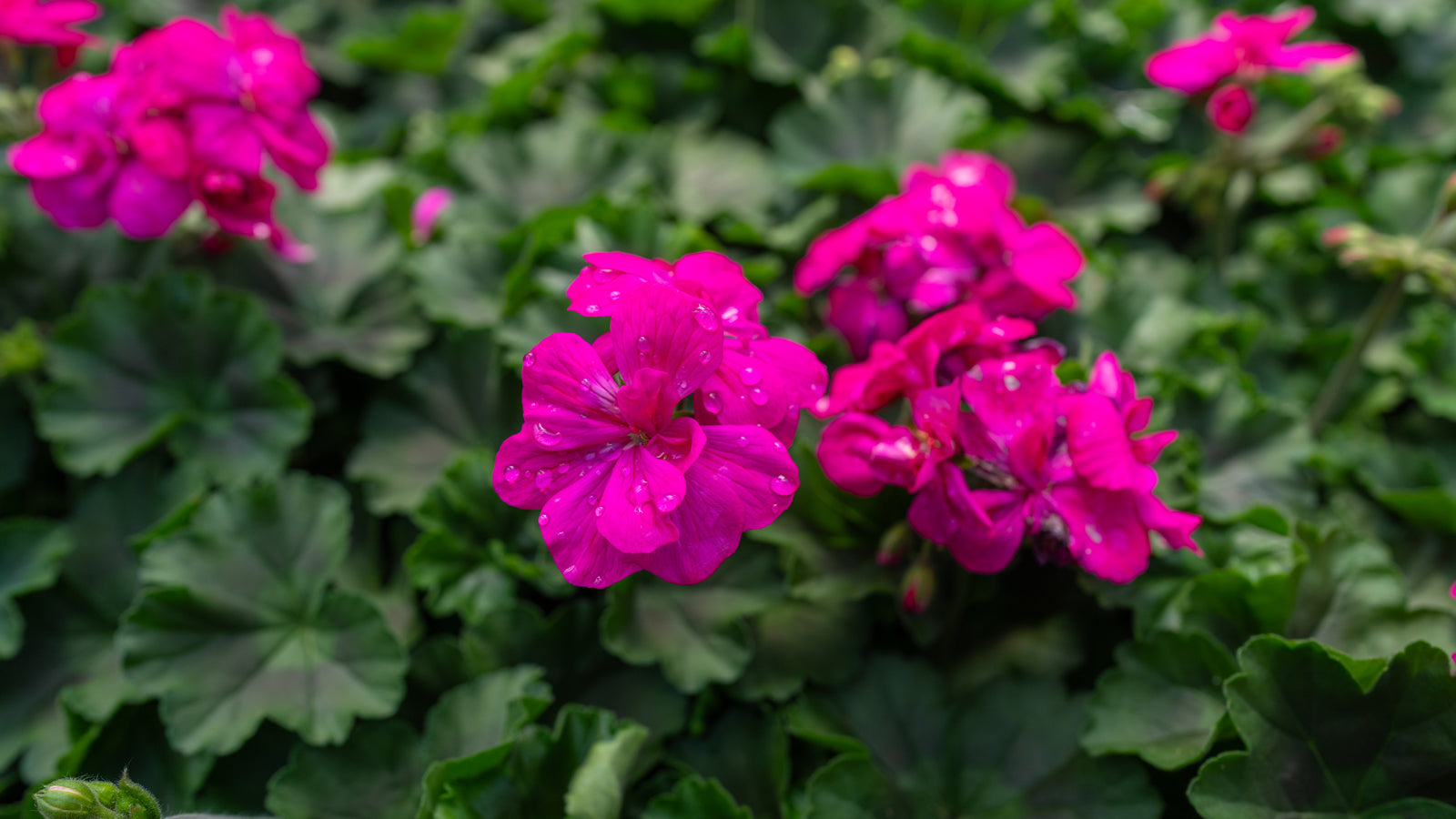 Close-up of pink flowers with green leaves in the background