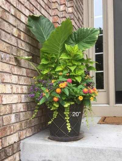Planter Insert Delivery Subscription - Use Your Own Container-Simple and Grand-Round-9" Round (9" Top x 6.25" Tall x 6.75" Bottom)-Full Sun-Simple and Grand