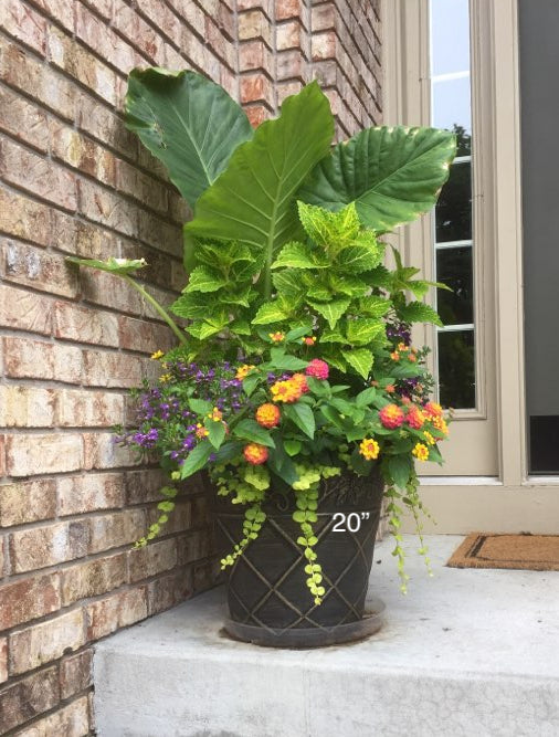Planter Insert Delivery Subscription - Use Your Own Container-Simple and Grand-Round-9" Round (9" Top x 6.25" Tall x 6.75" Bottom)-Full Sun-Simple and Grand
