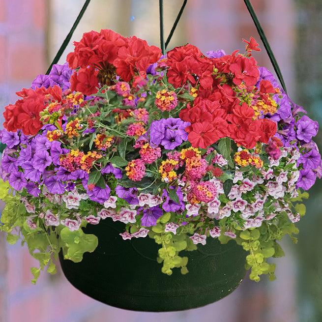 2026 Promo Hanging Basket 10"-Seasonal Decor-Simple and Grand-mixed-Simple and Grand