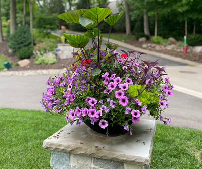 Planter Delivery Subscription-Simple and Grand-SIGNATURE PLUS PLATINUM (26")-Bowl - Caviar Black-Full Sun-Simple and Grand
