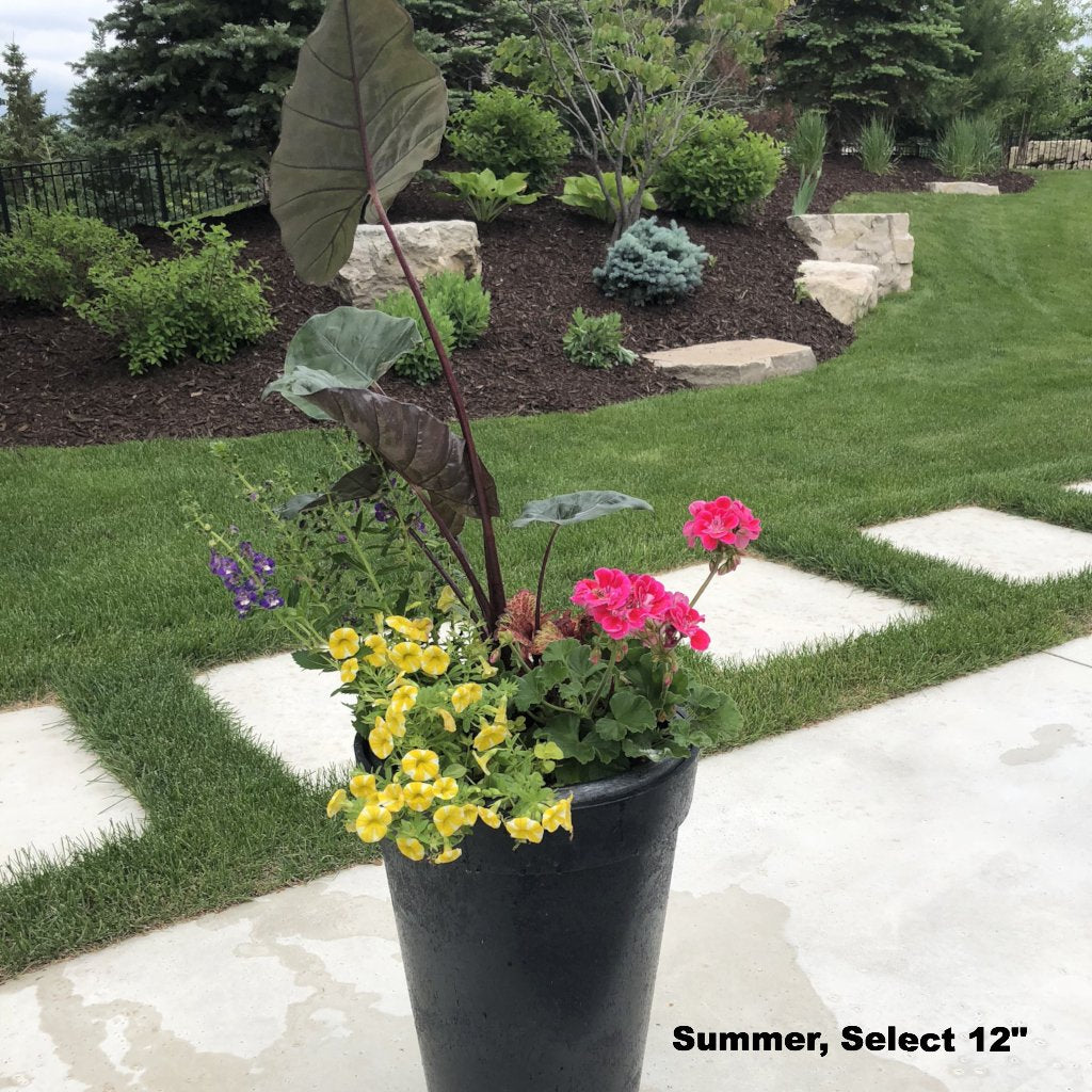 Planter Insert Delivery Subscription - Use Your Own Container-Simple and Grand-Round-9" Round (9" Top x 6.25" Tall x 6.75" Bottom)-Full Sun-Simple and Grand