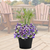 Patio Pot, 14" Combo Blue, Sun-Simple and Grand-Simple and Grand