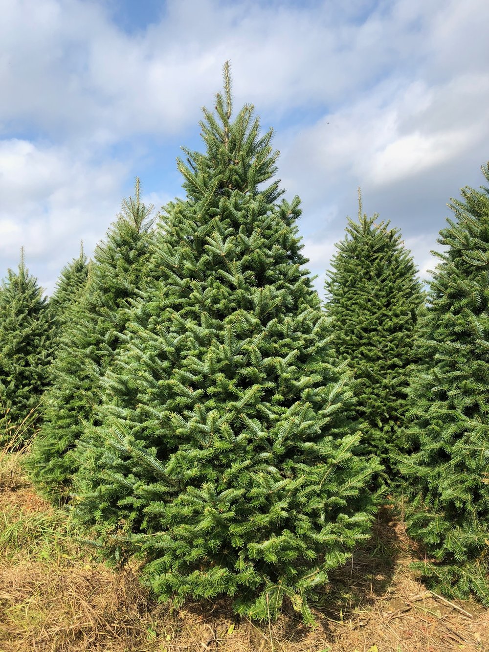 Fraser Fir Christmas Tree, 9'-10'-Seasonal Decor-Simple and Grand-Simple and Grand