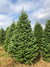 Fraser Fir Christmas Tree, 10'-Seasonal Decor-Simple and Grand-Simple and Grand