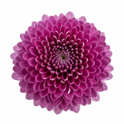 10" Potted Mum -  5 color options
