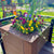 Planter Insert Delivery Subscription - Use Your Own Container-Simple and Grand-Round-9" Round (9" Top x 6.25" Tall x 6.75" Bottom)-Full Sun-Simple and Grand