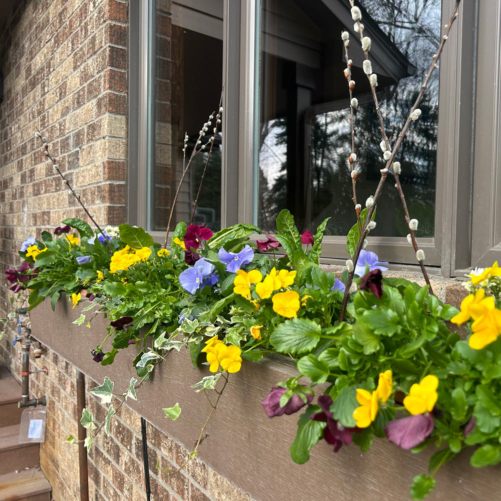 Do It Yourself (DIY) Planter Subscription Kit-Simple and Grand-Window Box-Full Sun-Simple and Grand