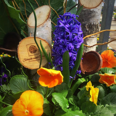 Planter Insert Delivery Subscription - Use Your Own Container-Simple and Grand-Round-9" Round (9" Top x 6.25" Tall x 6.75" Bottom)-Full Sun-Simple and Grand