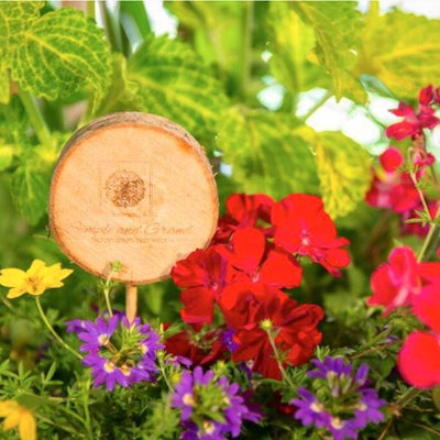 Planter Insert Delivery Subscription - Use Your Own Container-Simple and Grand-Round-9" Round (9" Top x 6.25" Tall x 6.75" Bottom)-Full Sun-Simple and Grand