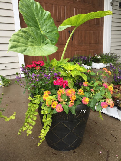 Planter Insert Delivery Subscription - Use Your Own Container-Simple and Grand-Round-9" Round (9" Top x 6.25" Tall x 6.75" Bottom)-Full Sun-Simple and Grand