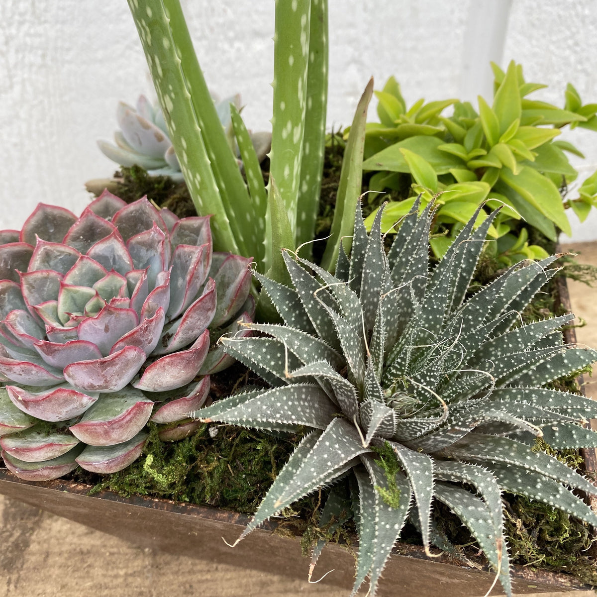 Succulent Bowl, 8"-Seasonal Decor-Simple and Grand-Simple and Grand