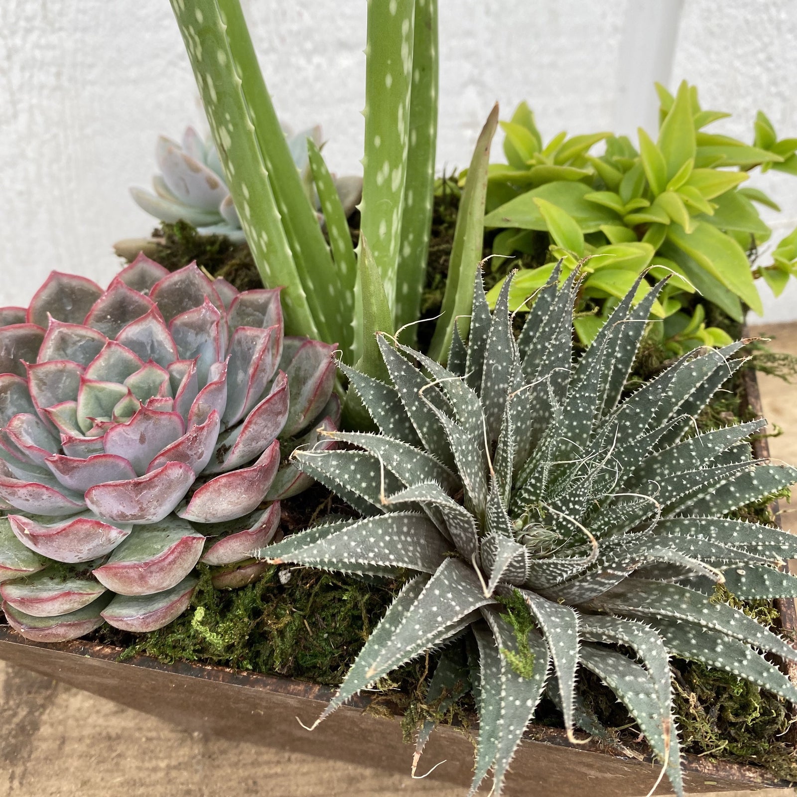 Succulent Bowl, 8"-Seasonal Decor-Simple and Grand-Simple and Grand