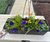 Do It Yourself (DIY) Window Box Kit Subscription-Simple and Grand-Full Sun-Simple and Grand
