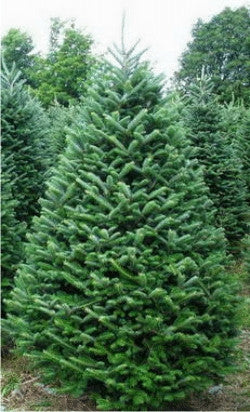 Balsam Fir Christmas Tree, 9'-10'-Seasonal Decor-Simple and Grand-Simple and Grand