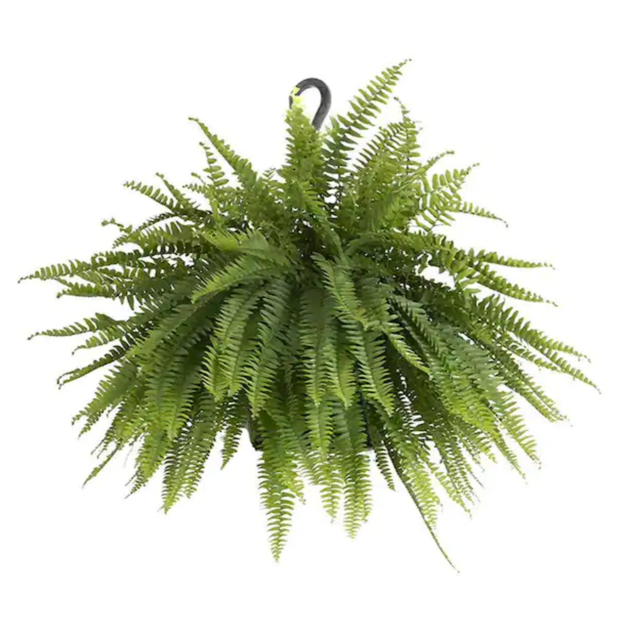 Hanging Basket, 12" Boston Fern - SUMMER DELIVERY-Seasonal Decor-Simple and Grand-Simple and Grand