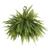 Hanging Basket, 12" Boston Fern-Simple and Grand-Simple and Grand