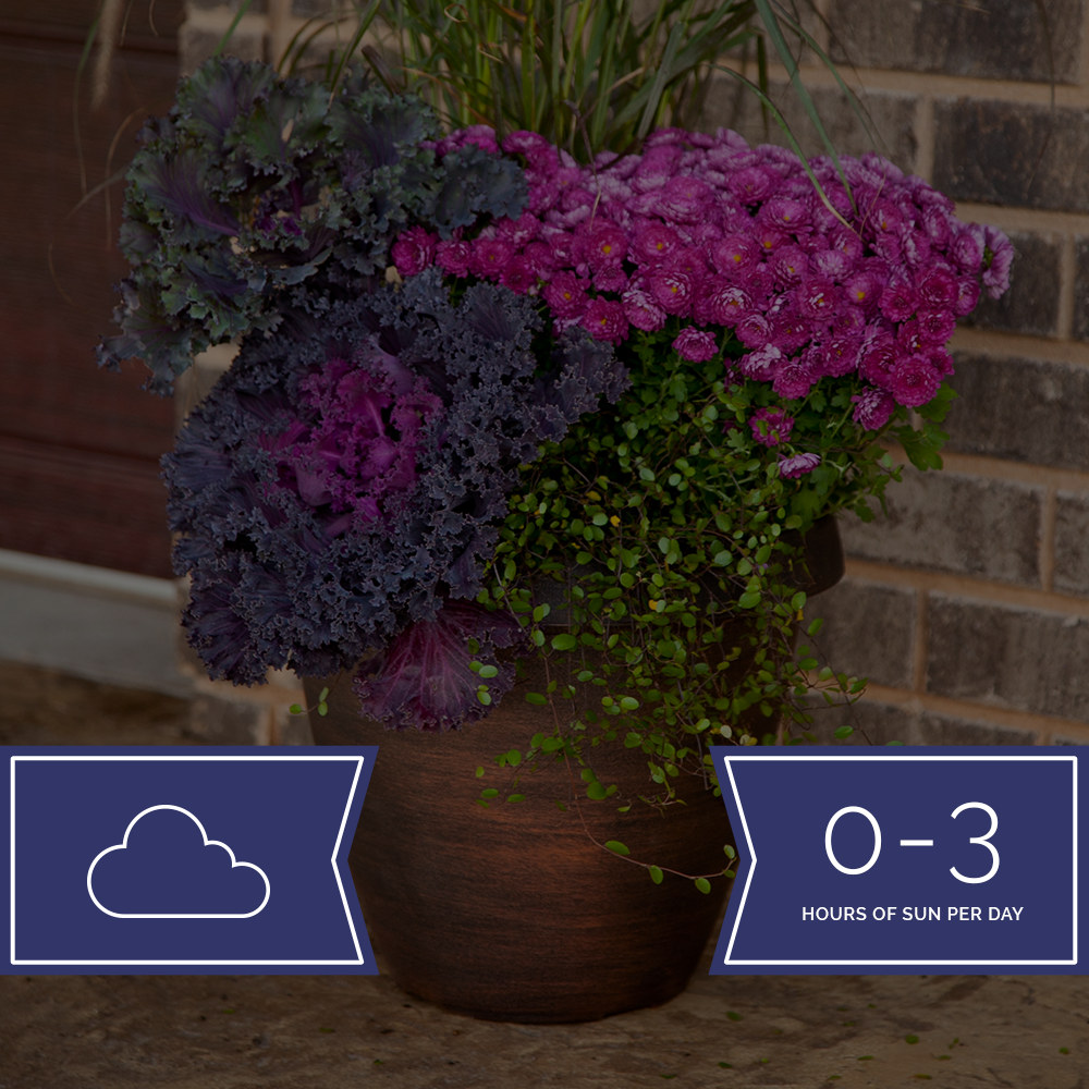 Lots of Shade-Planter-Simple and Grand-9" Grower Pot-Simple and Grand