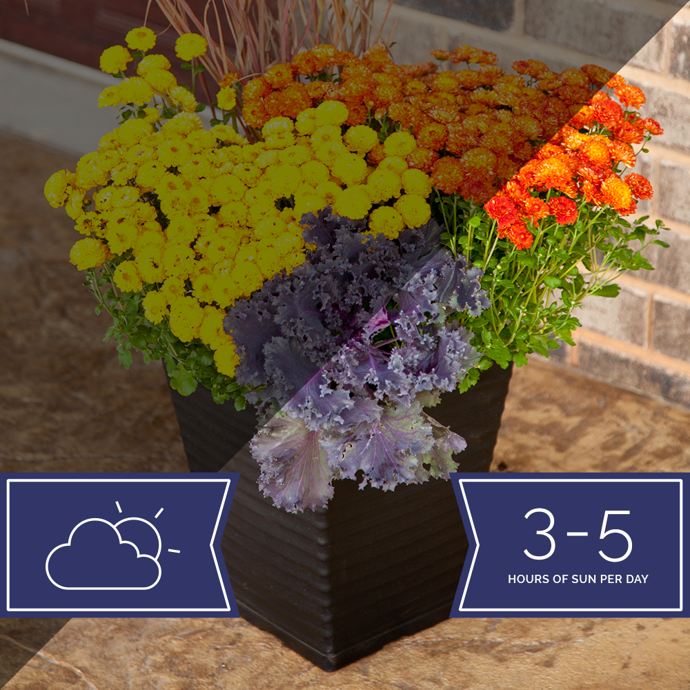 Part Sun / Part Shade-Planter-Simple and Grand-12" Grower Pot-Simple and Grand